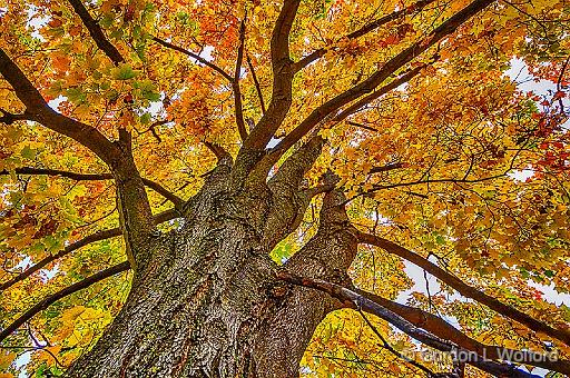 Up An Autumn Tree_46210-2DD.jpg - Photographed at Smiths Falls, Ontario, Canada.